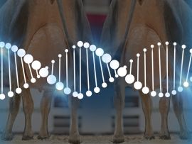 Mudança da Base Genética para a Raça Jersey nos EUA em 2025