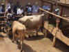 Como a vaca Jersey está ajudando a acabar com a fome e a miséria na África