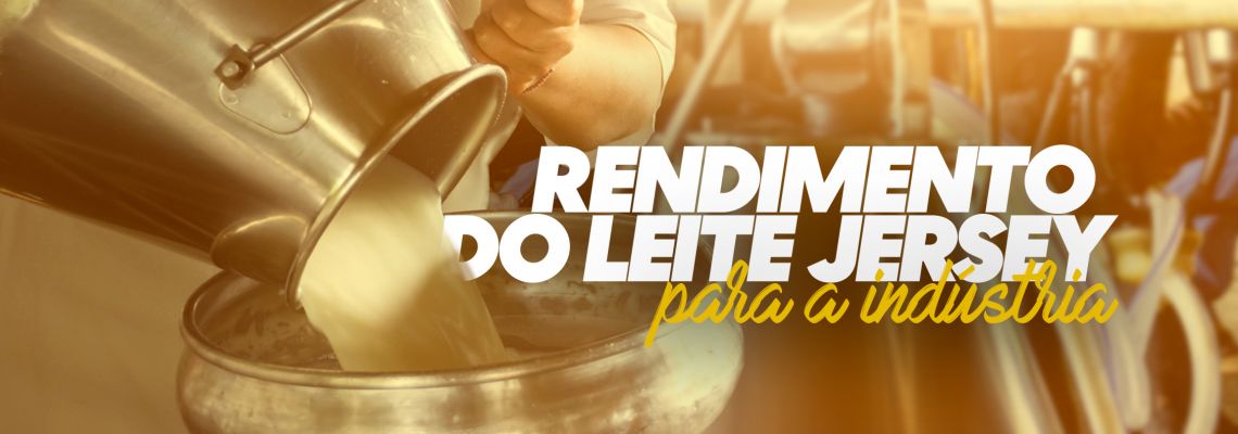 Rendimento do Leite da Vaca Jersey