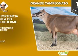 Abertura do V Circuito Nacional da Raça Jersey 2020