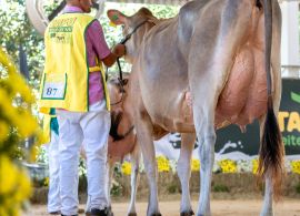 Circuito Nacional da Raça Jersey 2024 – Etapa CRV Inicia com Sucesso na 25ª Itaipu Rural Show