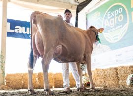 Raça Jersey foi destaque Sul-Americano na Expoagro Cotricampo 2025