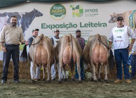 Expoagro Cootricampo destaca força da Jersey no Brasil