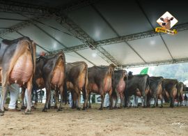 FEAGRO 2026: a força da Capital Nacional do Gado Jersey