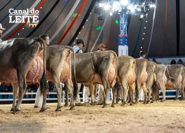 AGROLEITE 2026: A RAÇA JERSEY EM DESTAQUE!