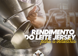 Saiba mais sobre o rendimento do leite da vaca Jersey!