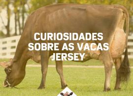 Você sabe tudo sobre a raça Jersey?