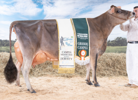 Jersey Brasil encerra 4º Circuito Nacional Raça Jersey em 2019 com grande sucesso!